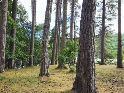 Tall Pine Trees in Forest Clearing Near Water Stock Photos