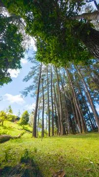 Tall Pine Trees in a Forest Clearing Stock-Fotos