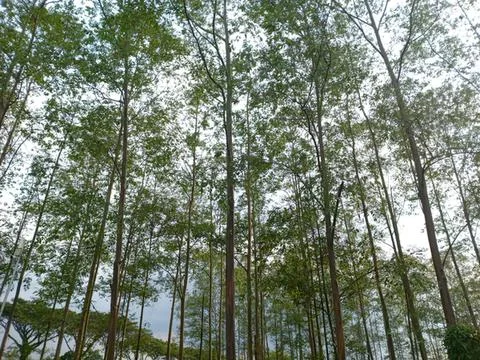 Tall pine trees in a forest with cloudy sky above Stock Photos