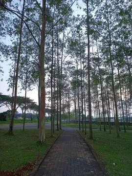 Tall pine trees in a forest with a dirt path and sky Stock Photos