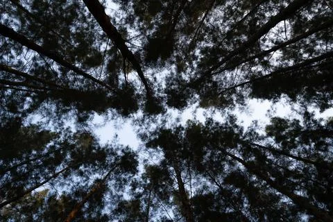 Tall Pine Trees In Forest During Sunset. silhouette pine trees with drawn sky Stock Photos