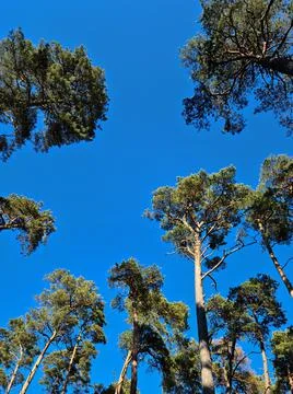 Tall pine trees in the forest in early spring against the blue sky Stock Photos