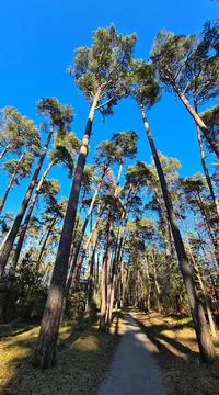 Tall pine trees in the forest in early spring against the blue sky Foto stock