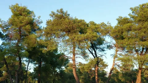 Tall pine trees in a forest - evergreen vegetation in a park. Stock Footage 140880529