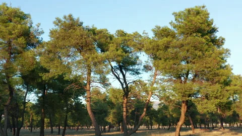 Tall pine trees in a forest - evergreen vegetation in a park. Stock Footage 140886340