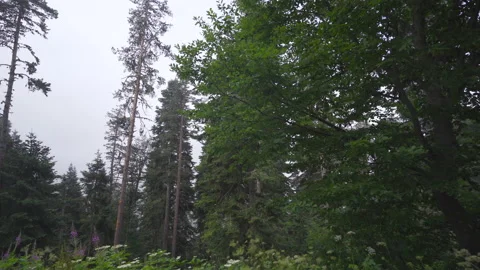Tall pine trees in the forest. Stock Footage 212339196