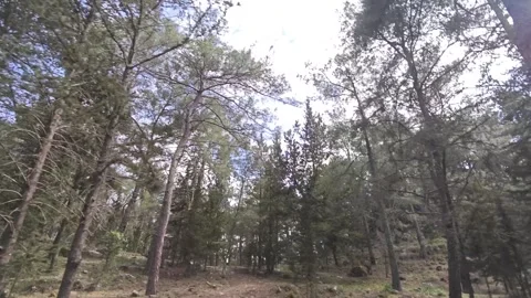 Tall Pine Trees in a Forest Stock Footage 308772181