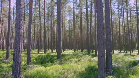 The tall pine trees in the forest of Hiiumaa Estonia.geology shot Vidéo 137794127