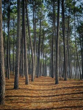 Tall Pine Trees Forest Path Covered in Needles Stock Photos