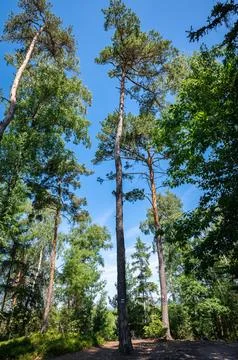Tall pine trees in a forest Stock Photos