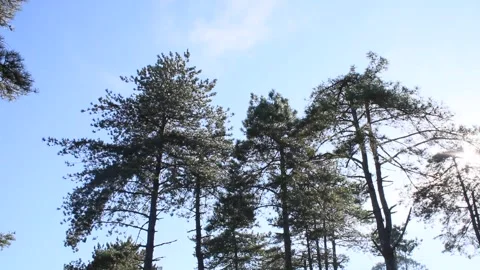 Tall pine trees in the forest, summer season evergreen trees and moving clouds Stock Footage 158424889