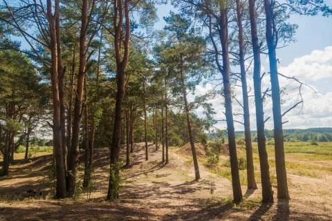 Tall pine trees in the forest on a summer sunny day against Blue Sky Foto stock