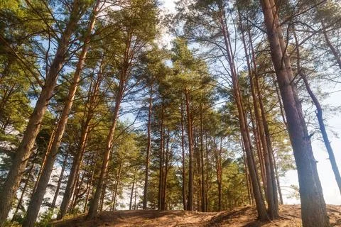Tall pine trees in the forest on a summer sunny day against Blue Sky Foto stock