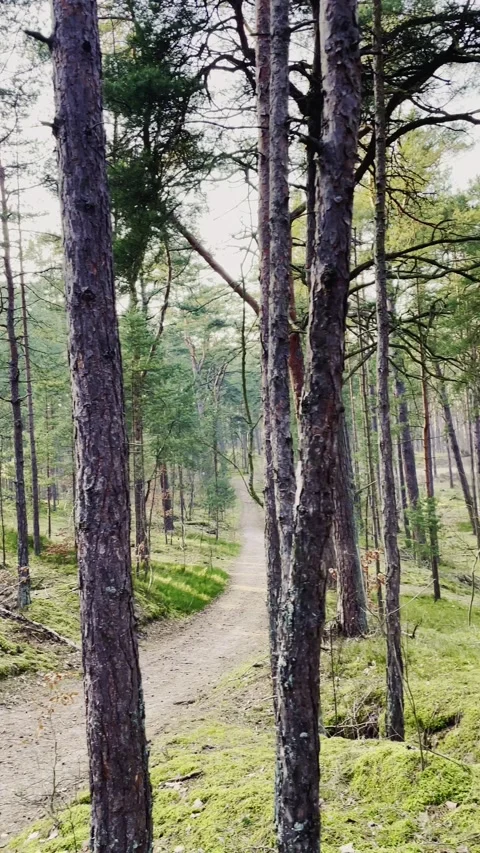 Tall Pine Trees in Forest with Sunlight and Green Undergrowth Stockbeeldmateriaal 341683677