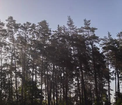 Tall pine trees in a forest with sunlight filtering through the canopy on a.. Stock Photos
