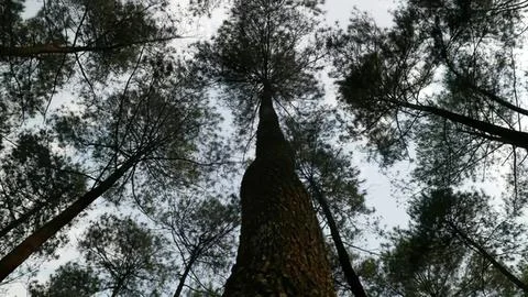 Tall pine trees in a forest with sunlight filtering through Stock Photos