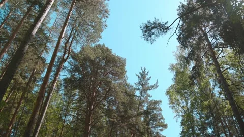 Tall pine trees in the forest on a sunny day. Stock Footage 131420344