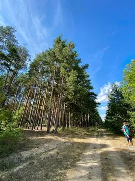 Tall pine trees on a forest trail under blue sky Stock Photos
