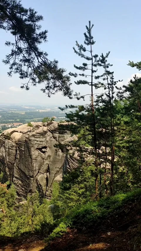 Tall pine trees frame a large sandstone cliff Stock Footage 279466108