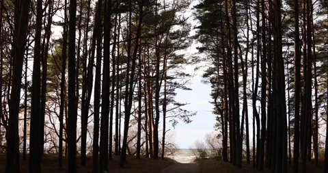 Tall pine trees frame a narrow path leading to the Sea, windy autumn light Stock Footage 320168826