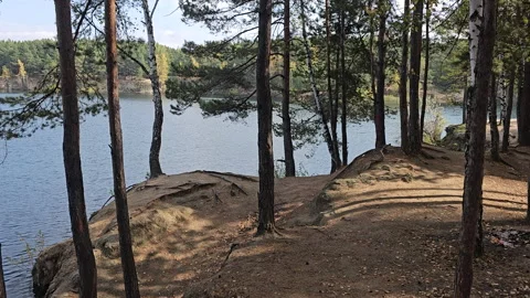 Tall pine trees frame a quiet lakeside path Video stock 347500171