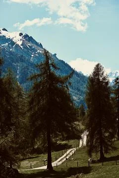 Tall Pine Trees Framing a Mountain Path and Distant Peaks Stock Photos
