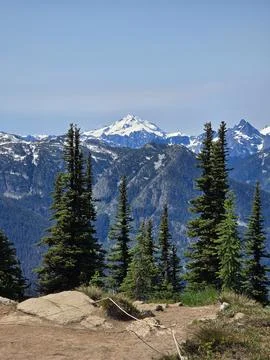 Tall pine trees framing snow-capped glacial mountain peaks Stockfoto's