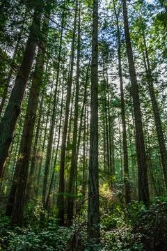 Tall pine trees growing densely packed in a forest Stock Photos
