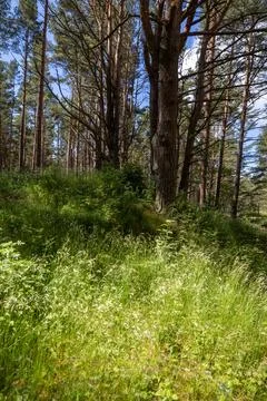 Tall Pine Trees Growing Inside Forest Stock Photos