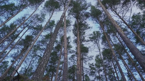 Tall pine trees growing in row in evergreen forest against blue sky Video stock 165612111