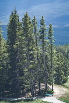 Tall pine trees on a hill Foto stock