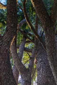 Tall Pine Trees With Intertwined Trunks In Forest Stock Photos