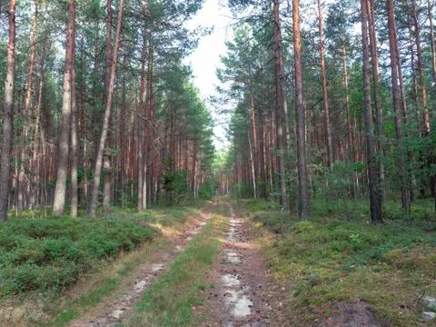 Tall pine trees of large Lower Silesian Forest in evening light of late summer Stock Photos
