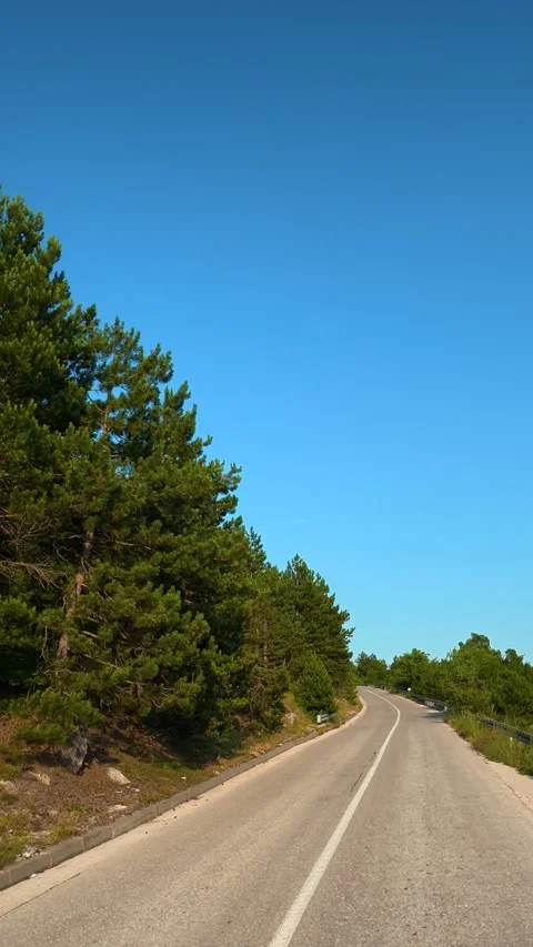 Tall pine trees line the roadside, green. Balkan Mountains, Vertical Vídeo Stock 341968178