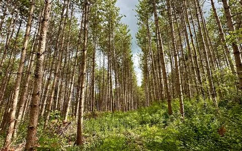 Tall Pine Trees Lining a Forest Path with Lush Green Undergrowth and Overca.. Stock Photos