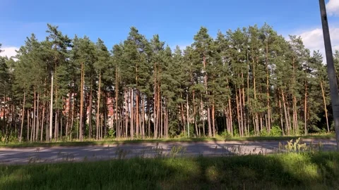 Tall pine trees lining a paved road with residential buildings  Stock Footage 339366590