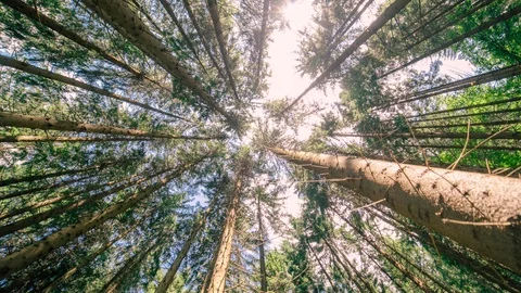 Tall pine trees in magical enchanted forest timelapse Stock Footage 113187028