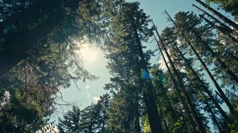 Tall Pine Trees Oregon Washington State Pacific Northwest Redwoods Looking Up 库存影片 280702999