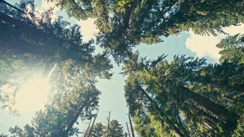 Tall Pine Trees Oregon Washington State Pacific Northwest Redwoods Looking Up Stock Footage 280703010