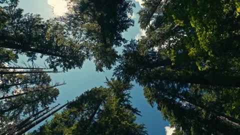 Tall Pine Trees Oregon Washington State Pacific Northwest Redwoods Looking Up Stock Footage 280703012