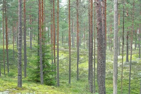 Tall pine trees in a peaceful forest with green grass Stock Photos