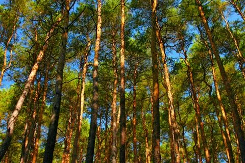Tall pine trees Foto stock