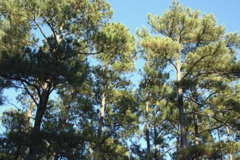 Tall pine trees Stock Photos