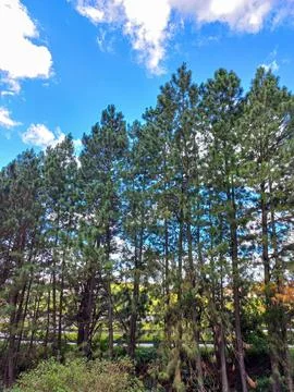 Tall Pine Trees Stock Photos