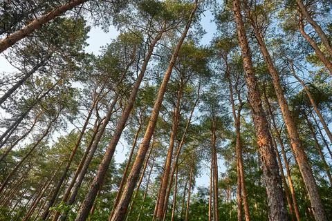 Tall pine trees Stock Photos
