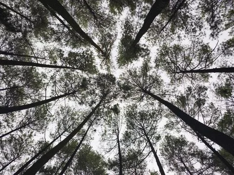 Tall pine trees Stock Photos