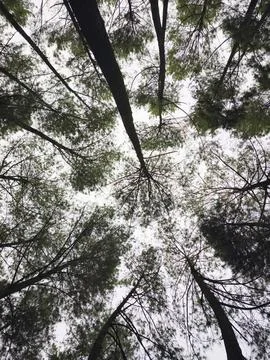 Tall pine trees Stock Photos