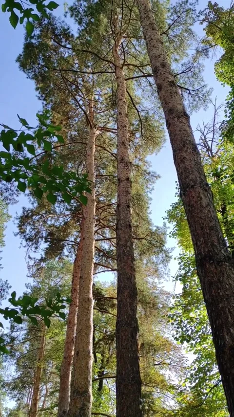 Tall pine trees reach to the sky Stock Footage 288110204