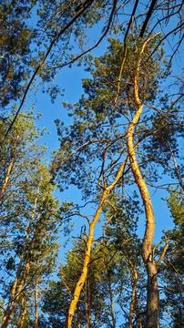 Tall Pine Trees Reaching into Blue Sky in Sunlit Forest Stock Photos