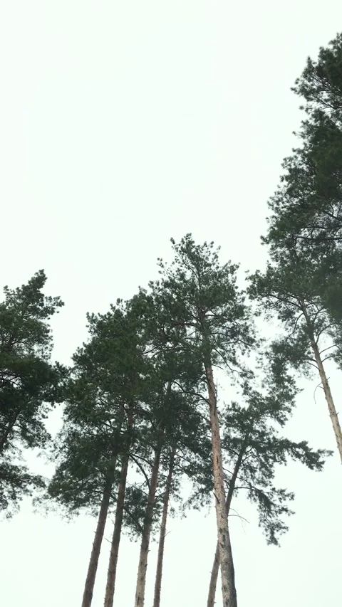 Tall pine trees reaching for the cloudy sky in a serene forest Stock Footage 307135225